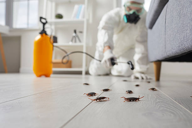 Commercial Rodent Management in Sea Ranch